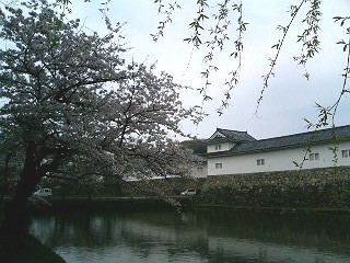 彦根城・白壁とお堀と桜