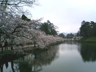 彦根城・お堀と桜