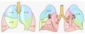 肺の図