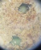 CA1菌床産卵-1