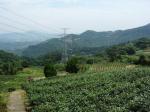 六季香茶畑