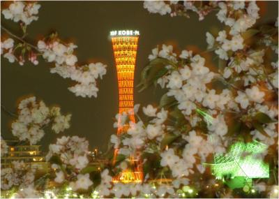 神戸　夜景　桜