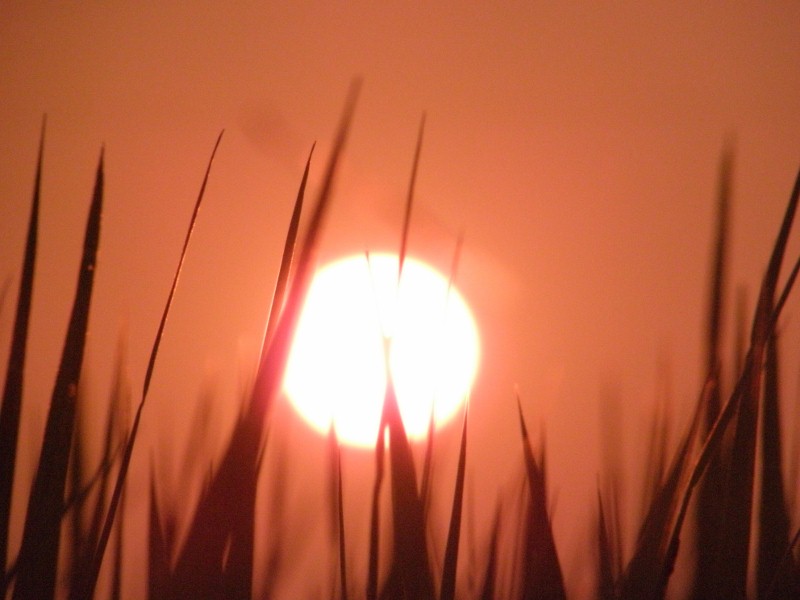 夕陽で燃える稲