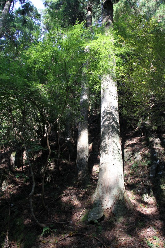 杉の木の影絵