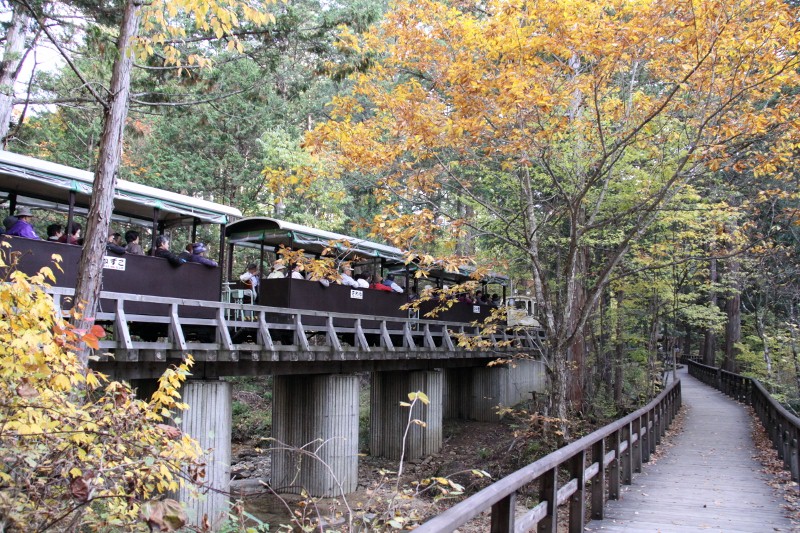 紅葉を走る森林鉄道